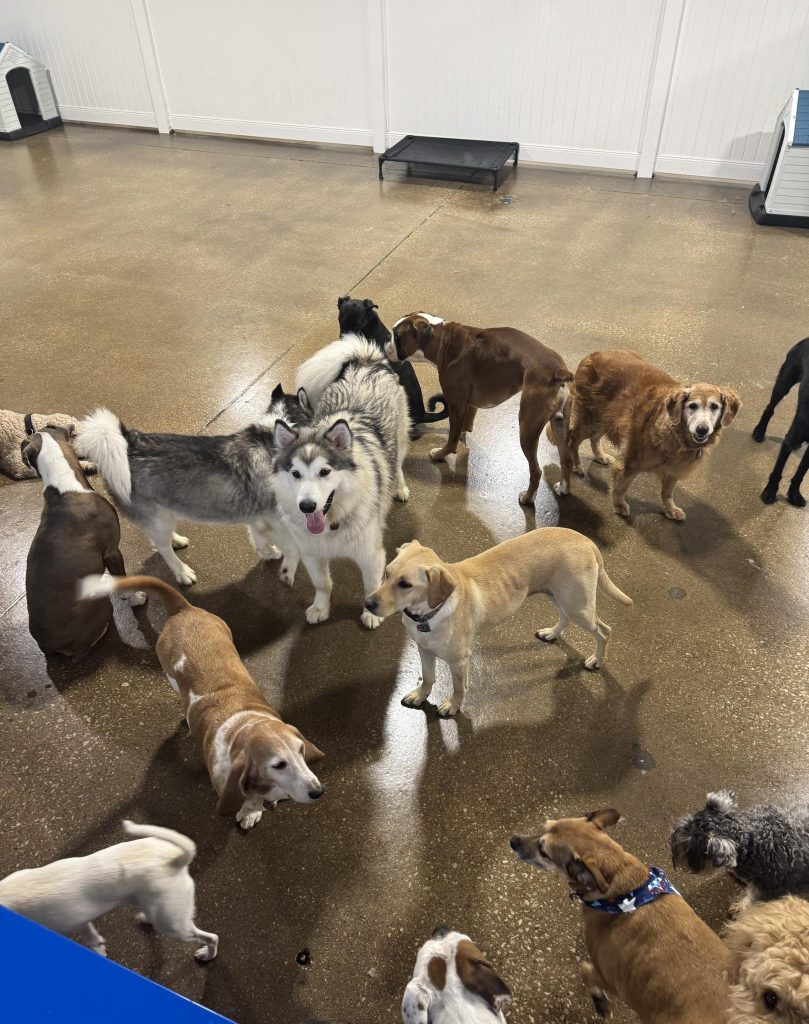 Dog Training Boarding Hoffman Estates IL